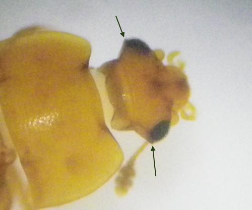 Epuraea ocularis